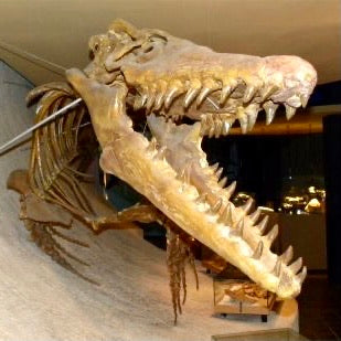 Mosasaurus dinosaur tand - forstenet 4 cm Mosasaurus dinosaur tand - forstenet 4 cm