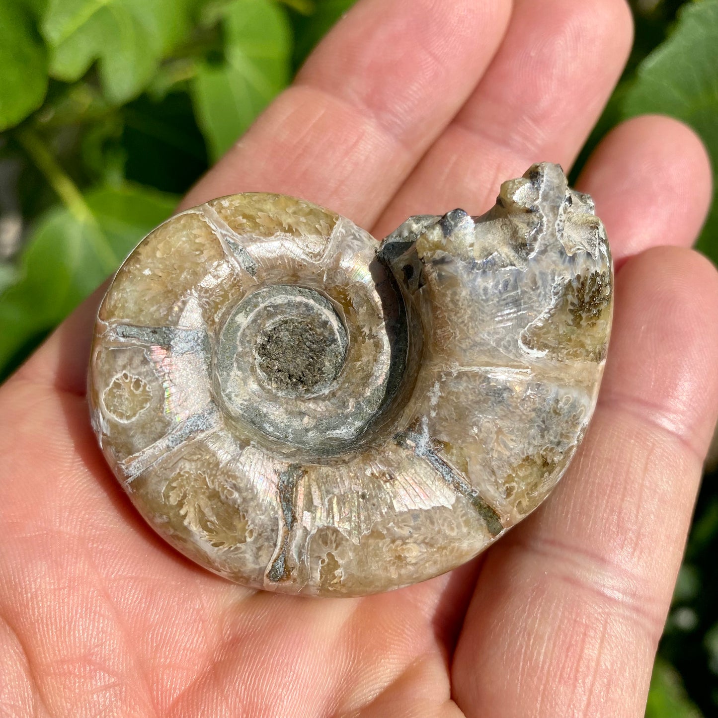 Ammonit forstenet irisernede - 5,5 cm Ammonit forstenet irisernede - 5,5 cm