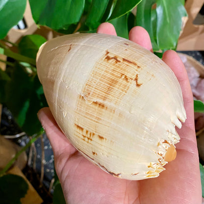 Melon shell stor - konkylie