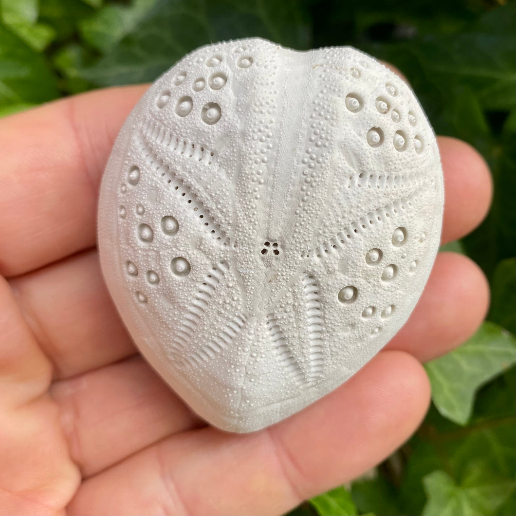 Heart Urchin - søpindsvin