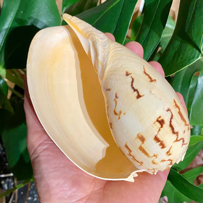 Melon shell stor - konkylie