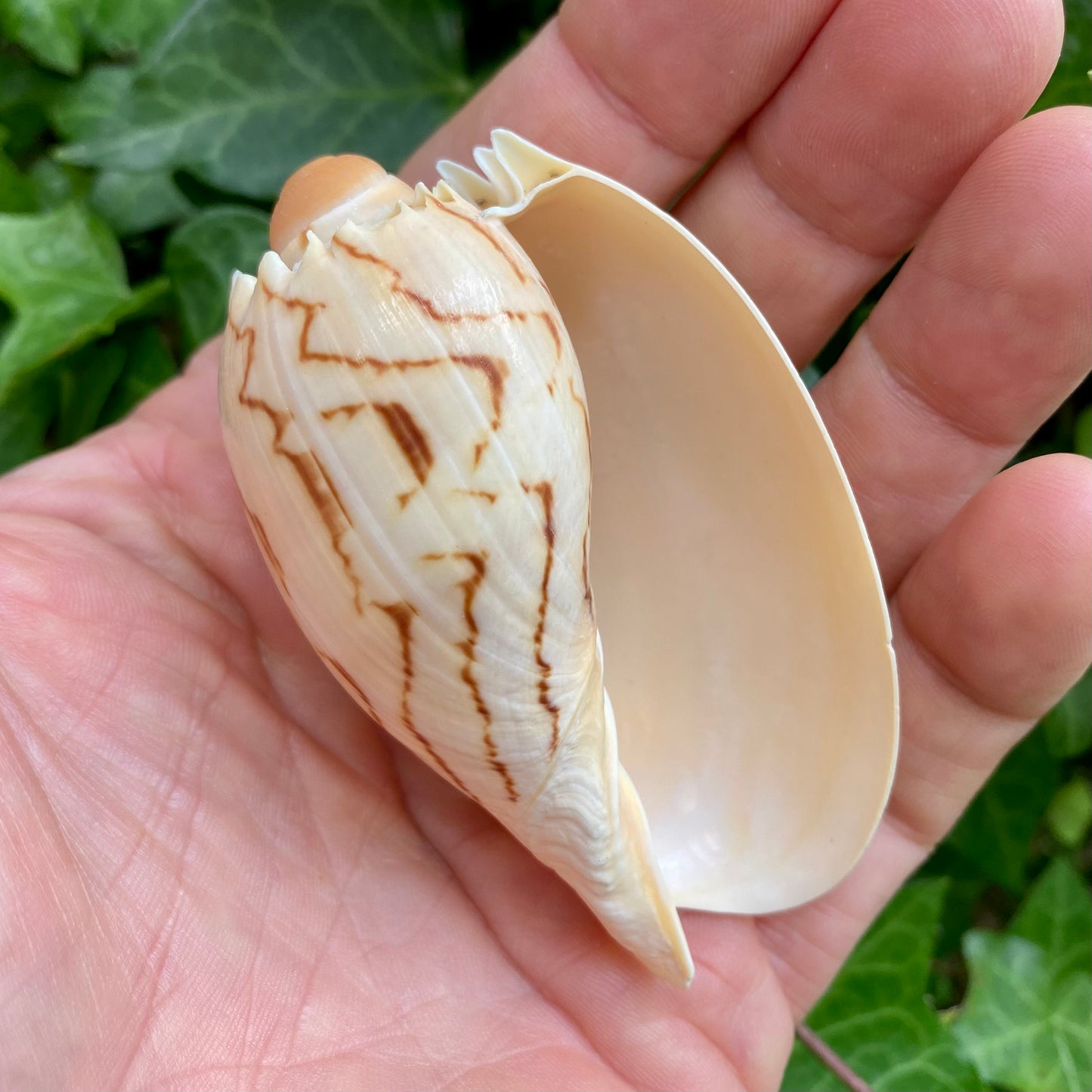 Melon shell - konkylie Melon shell - konkylie