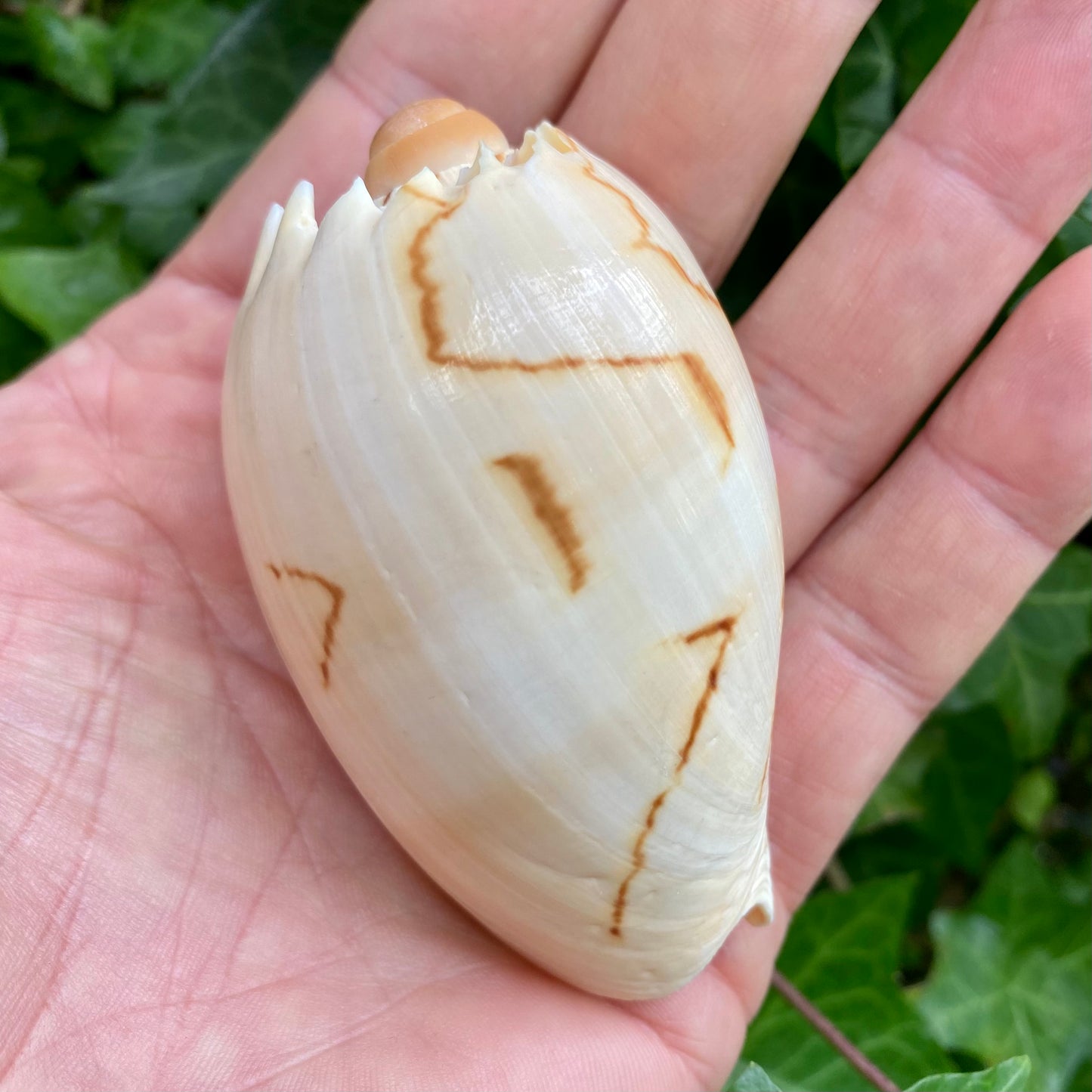 Melon shell - konkylie Melon shell - konkylie