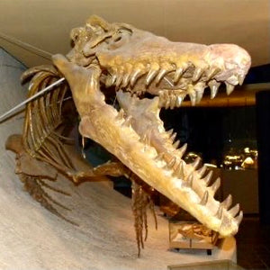 Mosasaurus dinosaur tand - forstenet 4 cm