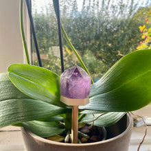 Indlæs billede til gallerivisning Krystalplatform til orkidéer og andre skønne planter
