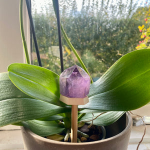 Krystalplatform til orkidéer og andre skønne planter