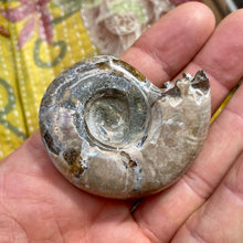Indlæs billede til gallerivisning Ammonit forstenet irisernede - 5,5 cm
