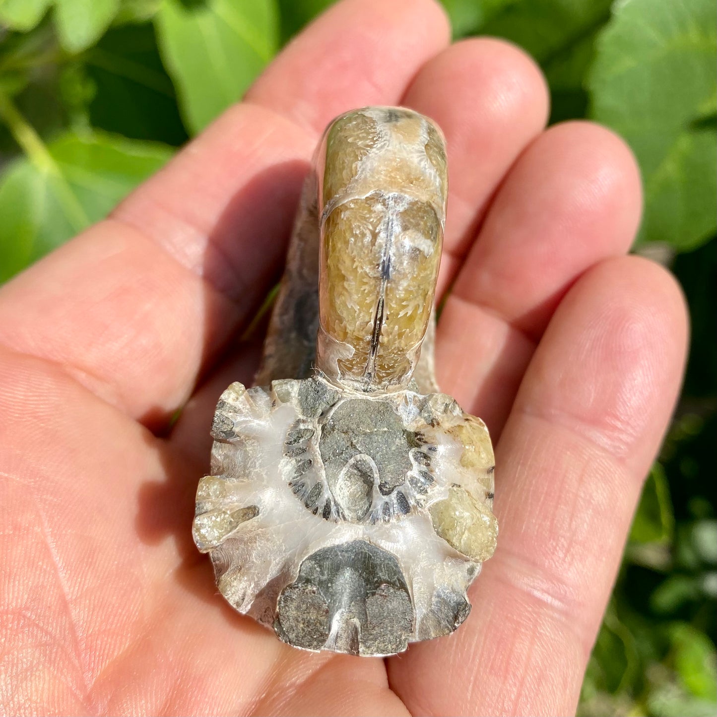 Ammonit forstenet irisernede - 5,5 cm