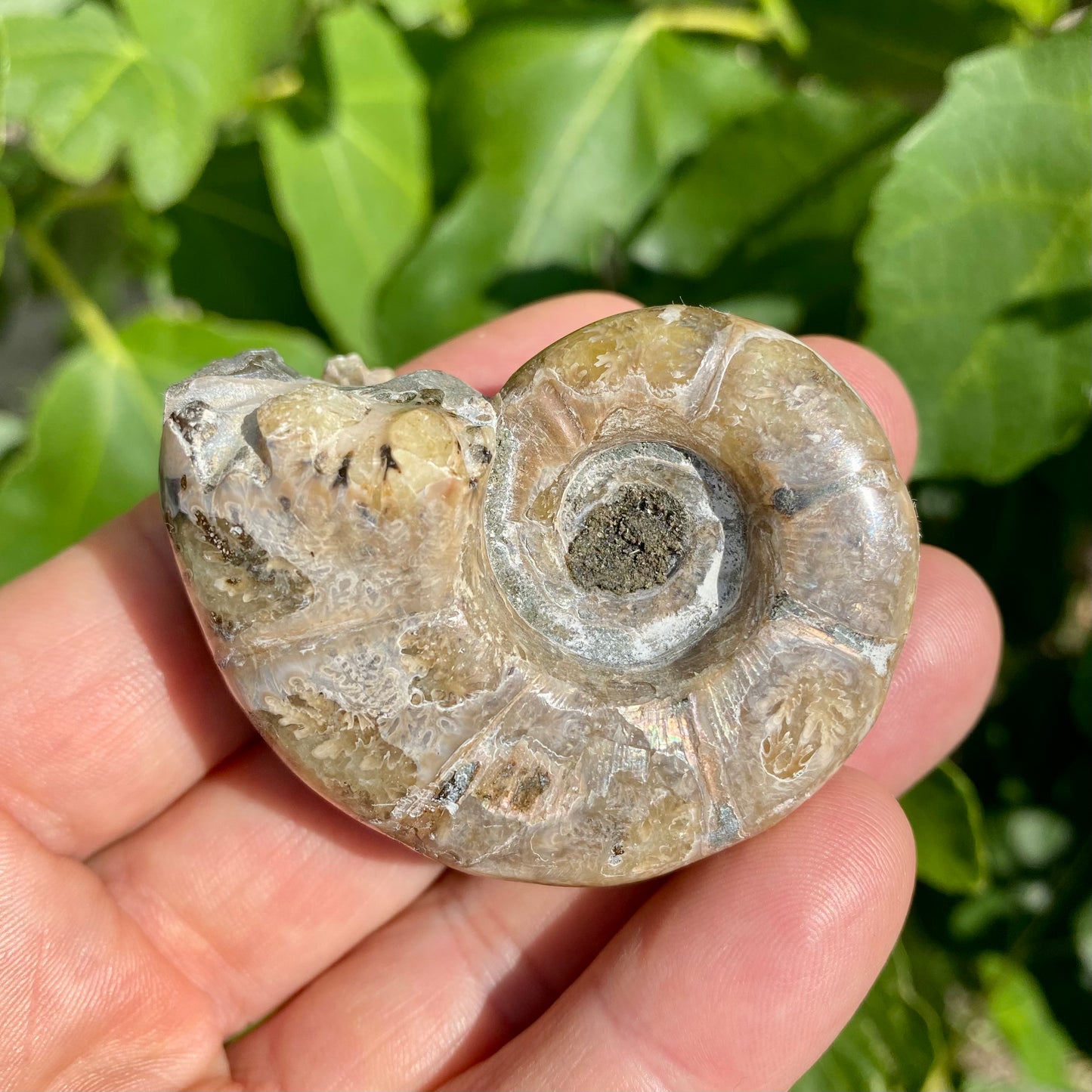 Ammonit forstenet irisernede - 5,5 cm