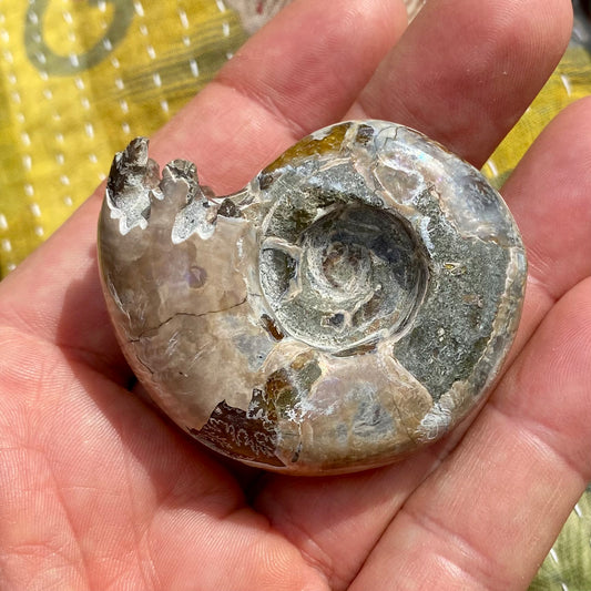 Billede af Ammonit forstenet irisernede - 5,5 cm